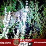 Leopard sighting at night