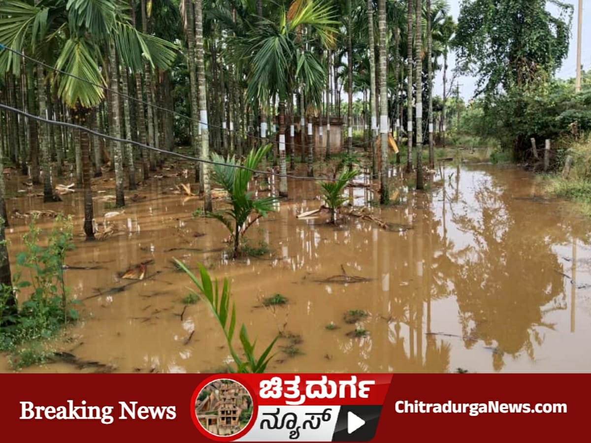 ಹೊಳಲ್ಕೆರೆ ತಾಲೂಕಿನಲ್ಲಿ ಅಡಿಕೆ ತೋಟದಲ್ಲಿ ನೀರು