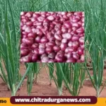 ಈರುಳ್ಳಿ