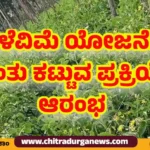 ಬೆಳೆವಿಮೆ