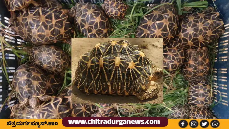 Arrest of four people who were stealing star tortoise