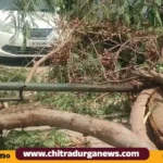 Wind blown tree in Ambedkar circle