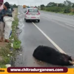 bear death in highway accident