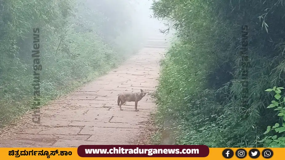 ಜೋಗಿಮಟ್ಟಿ