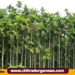 ಅಡಿಕೆ ಬೆಳೆ