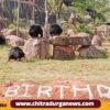 bear cub birthaday