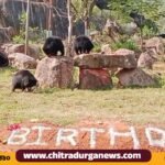 bear cub birthaday
