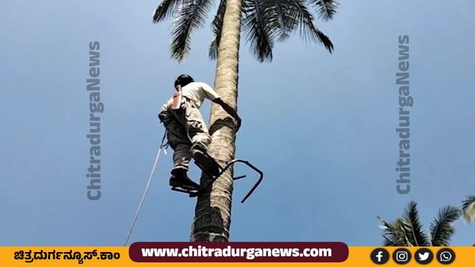 coconut tree climbers