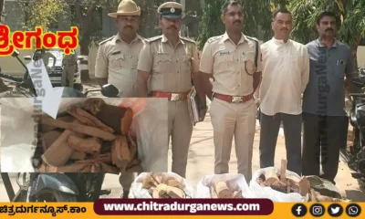 sandalwood theft case